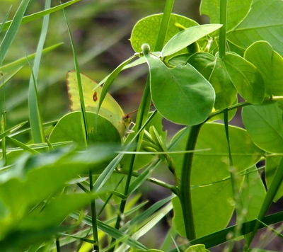 [The butterfly is perched behind some green leaves. The yellow-green color of the butterfly is not significantly different than the color of the leaves.]